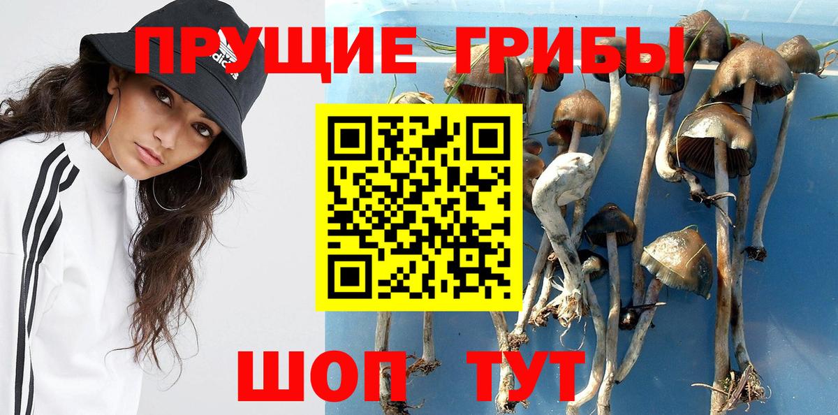 Щёлково  Псилоцибиновые грибы Cubensis  Вход с VPN  Галлюциногенные грибы MAGIC MUSHROOMS 